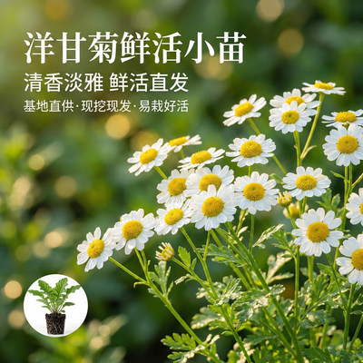 洋甘菊花苗大苗耐寒耐热室内阳台盆栽植物易活花卉云南基地直发
