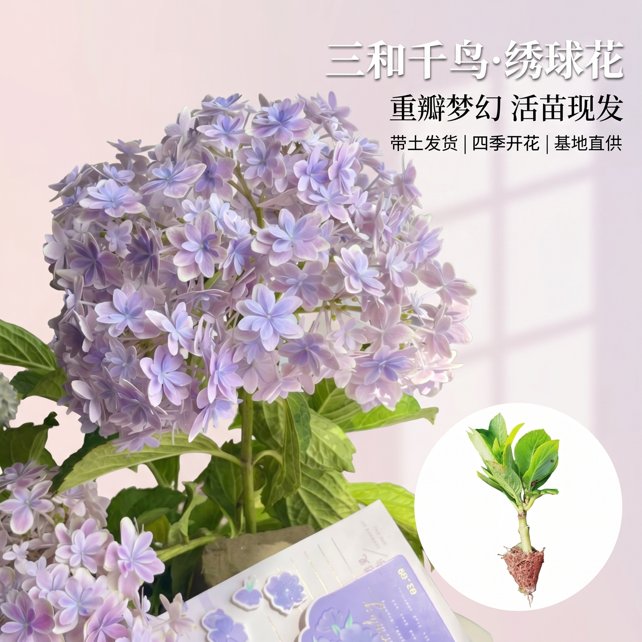 三河千鸟绣球花苗四季开花耐寒耐热多年生木本花卉阳台庭院盆景