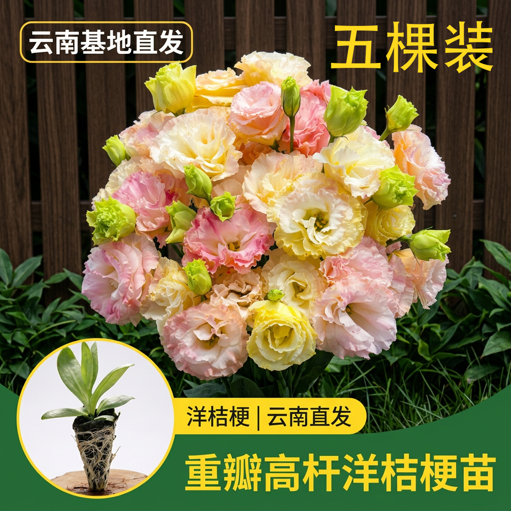 【香槟】重瓣洋桔梗花苗高杆大花耐寒耐热多年生庭院易成活