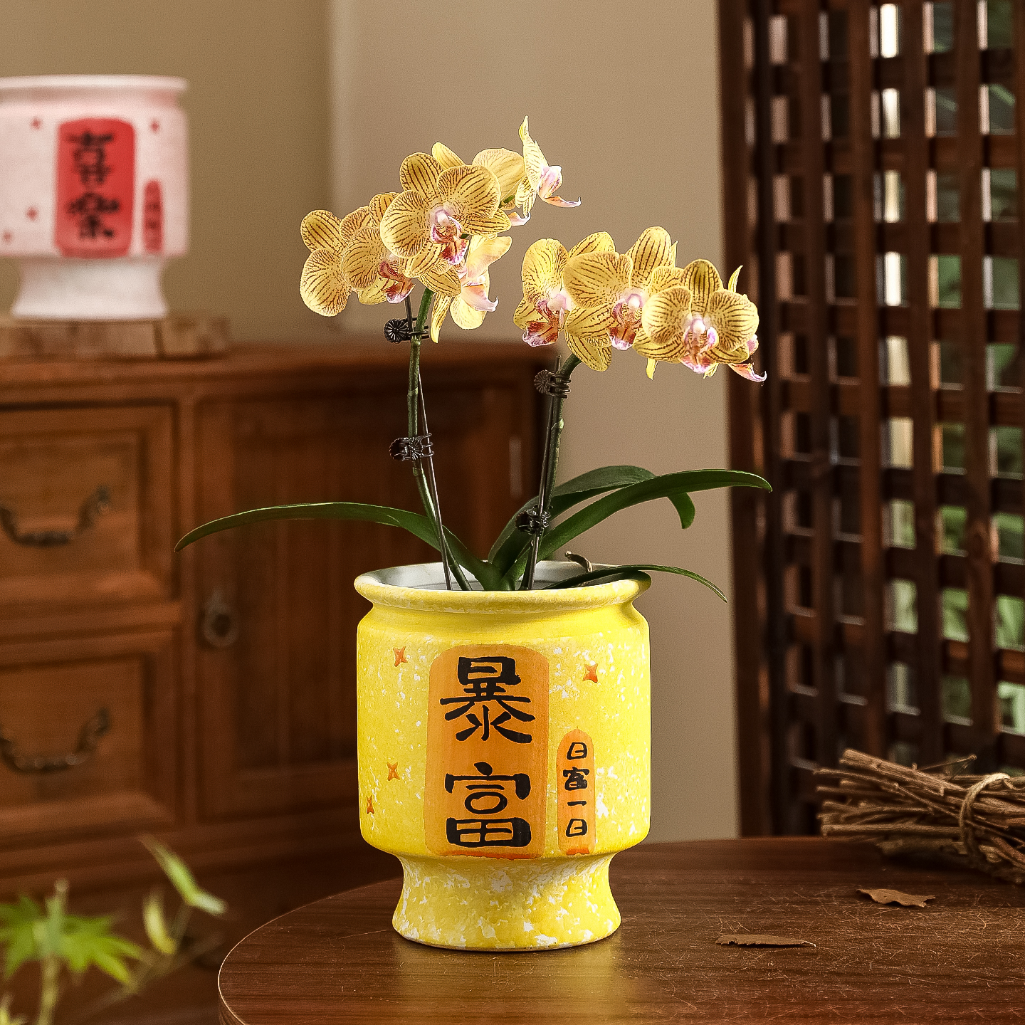 陶瓷花盆现代简约新年喜庆蝴蝶兰