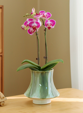 欧式复古陶瓷花盆家用客厅发财树高级兰花创意客厅蝴蝶兰专用套盆