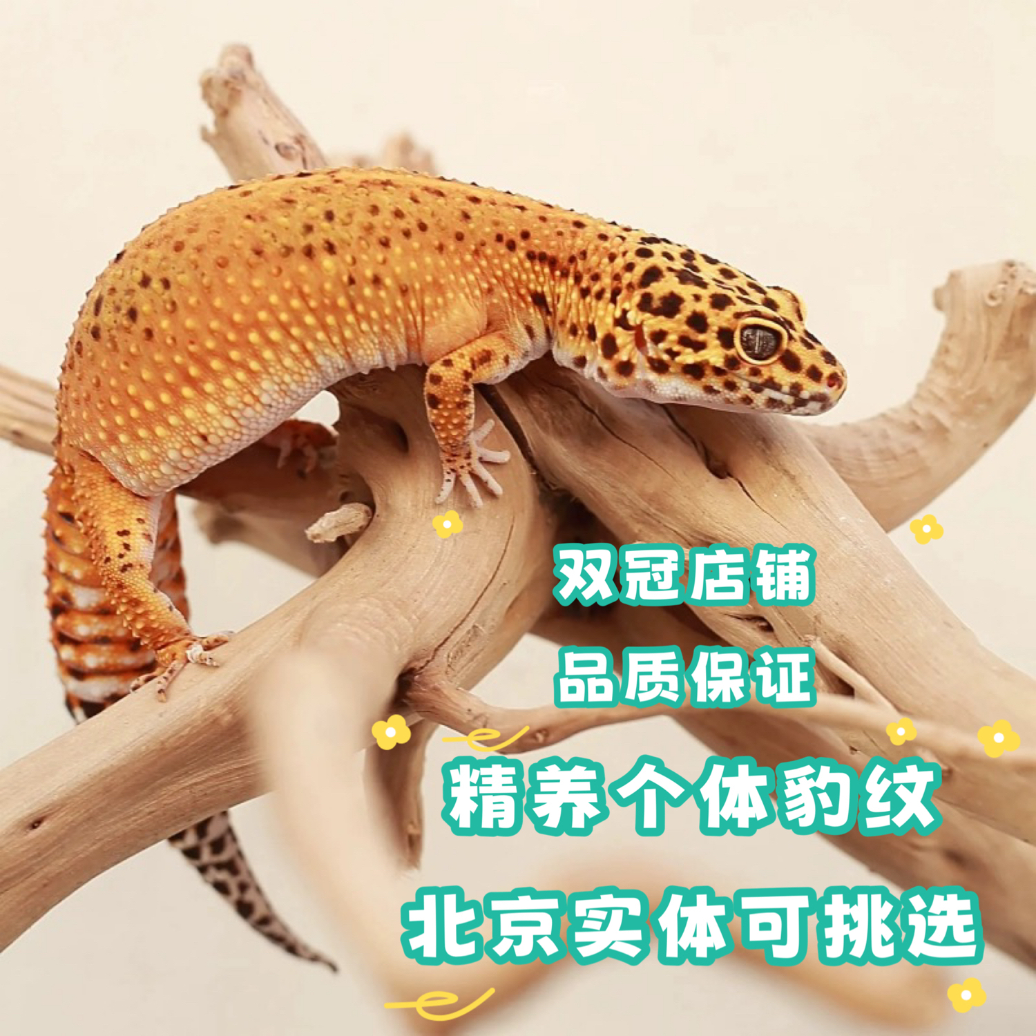 北京实体店豹纹守宫蜥蜴守宫活体瘤尾守宫入门爬宠活体可上门挑选