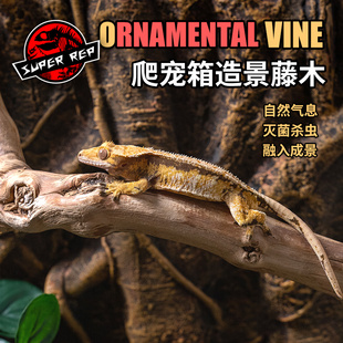 SuperRep爬宠藤木藤条蜥蜴蛇睫角R属守宫寄居蟹爬虫箱饲养缸造景
