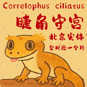 北京实体睫角守宫睫角活体莉莉白盖勾亚守宫雨林造景爬宠可上门挑