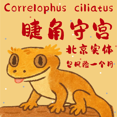 北京实体睫角守宫睫角活体莉莉白盖勾亚守宫雨林造景爬宠可上门挑