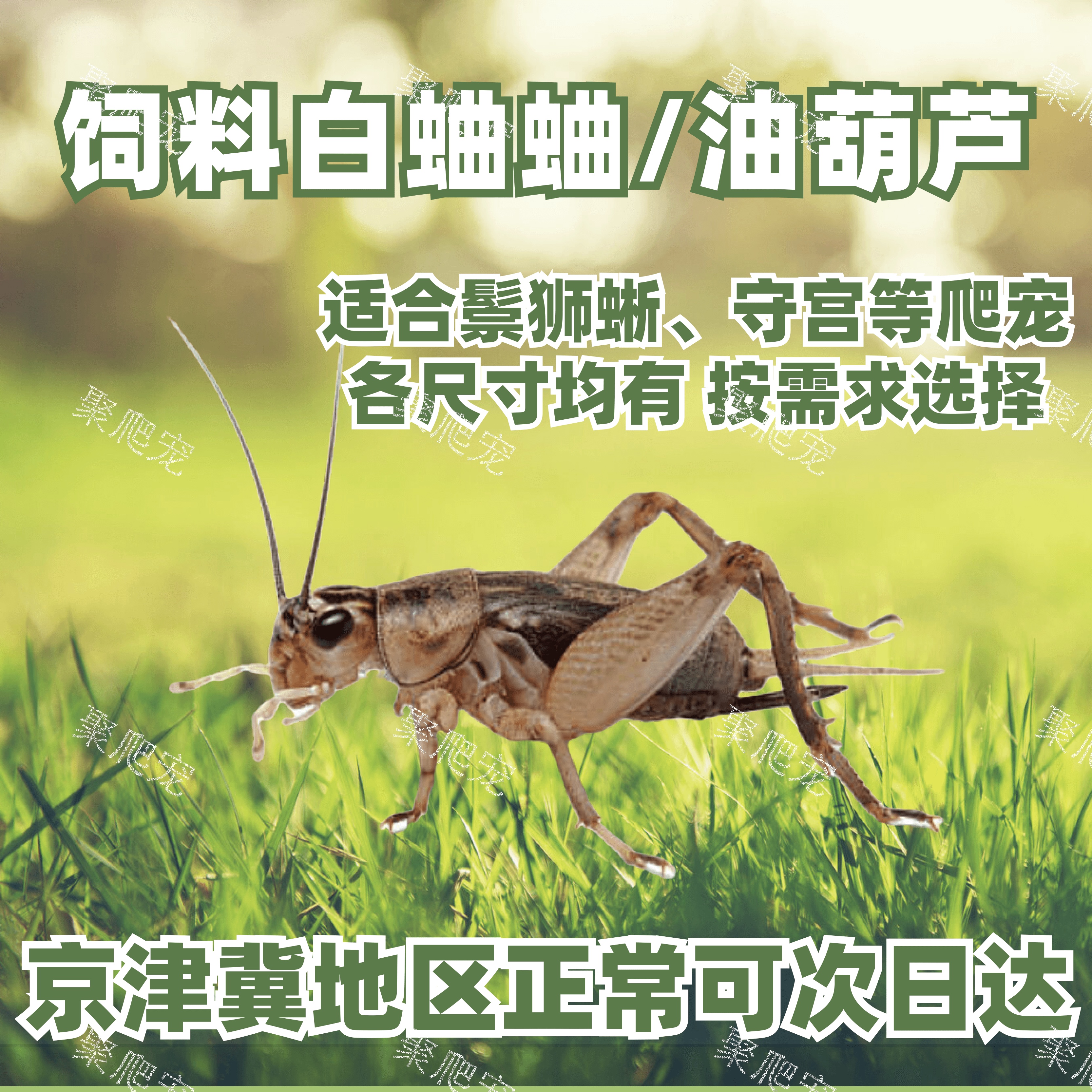 北京发货可自取白蛐蛐蟋蟀饲料蛐蛐活体饲料油葫芦蟋蟀活体活食 宠物/宠物食品及用品 观赏鱼饲料 原图主图