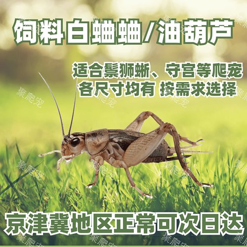 北京发货优质白蛐蛐活体饲料白蟋蟀蛐蛐活虫爬宠活体饲料白蟋蟀