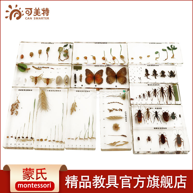 可美特蒙氏教具幼儿科学小麦蝴蝶