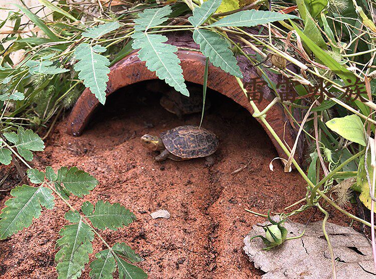 Yellow edge Tortoise avoid Tiles Tortoises Yellow edge avoid Aquarium Water and land Dual use Landscaping Tortoise avoid Tilesin the Pet/Pet food and supplies , Reptile/Insects and supplies Ming , Reptile/Insect appliances Ming  category - from Buy2taobao.com to provide professional Taobao agent buy service