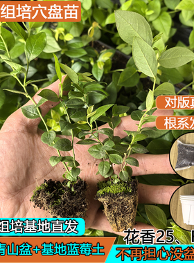 【2棵蓝莓苔藓组培苗】L25早熟F6大果脱毒苗薄皮纯甜无酸果树盆栽