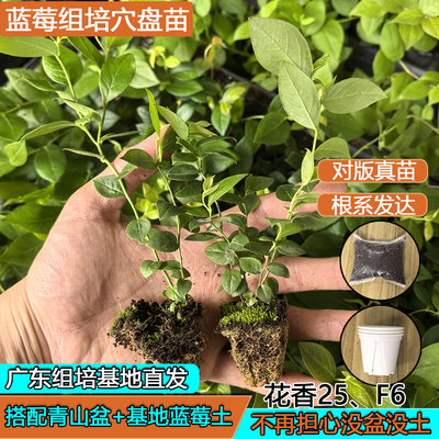 2棵蓝莓苔藓组培苗L25早熟F6