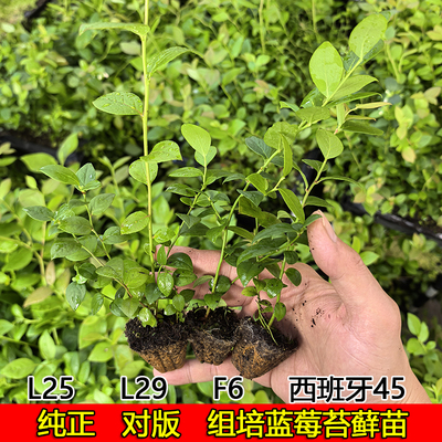 蓝莓纯甜无酸花香L25脱毒组培穴盘苗苔藓小苗阳台庭院南高丛系列