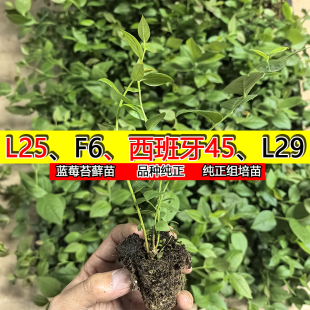 蓝莓树苗苔藓小苗脱毒穴盘苗南高丛早熟系列 大果优瑞卡L25
