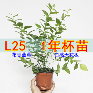 蓝莓组培钵体苗一年杯苗脱毒苔藓苗丰产当年结果南高丛果树盆栽