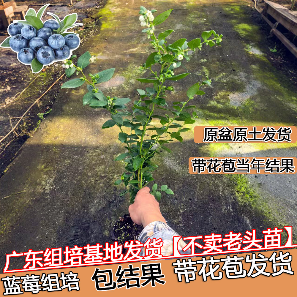 蓝莓树苗带花苞花香L25组培苗南北方种植高产F6阳台庭院果树盆栽,鲜花速递/花卉仿真/绿植园艺,果树,淘宝优惠券,粉丝福利购,淘宝优惠卷