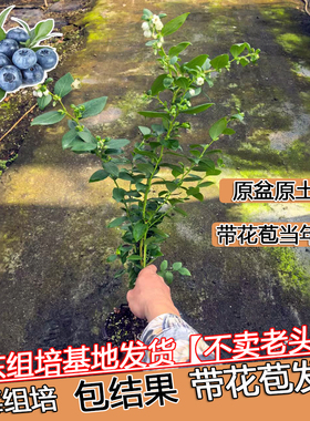 蓝莓树苗带花苞花香L25组培苗南北方种植高产F6阳台庭院果树盆栽