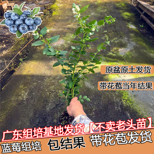 蓝莓树苗带花苞花香L25组培苗南北方种植高产F6阳台庭院果树盆栽