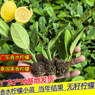 广东香水柠檬树苗穴盘无籽大果阳台庭院室内好养果苗台湾柠檬果树