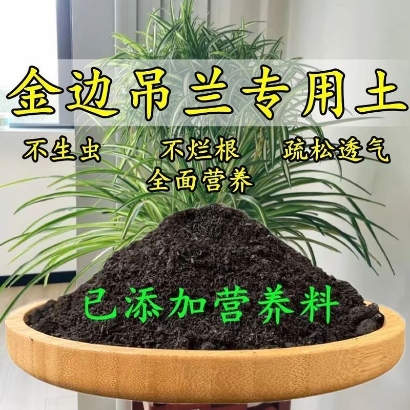 金边吊兰专用土吊兰土壤盆栽营养土通用绿植种植土松软透气花泥土