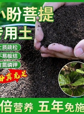 小盼菩提种植土壤专用营养土盆栽土种花养花土育苗土君子兰花土壤