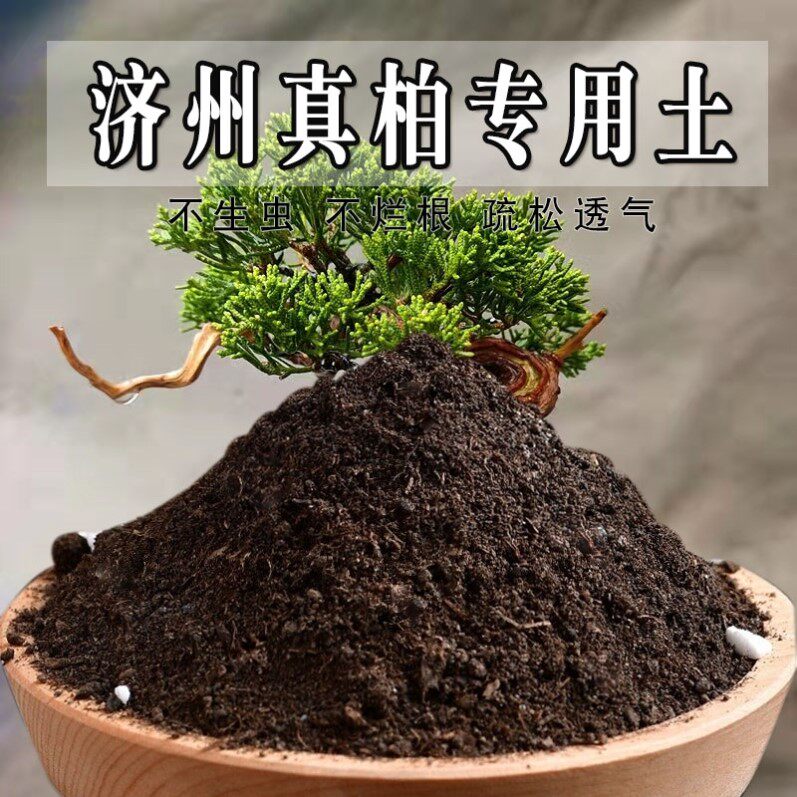 济州真柏专用土盆景盆栽土养花种花土有机土济州真柏营养土种植土