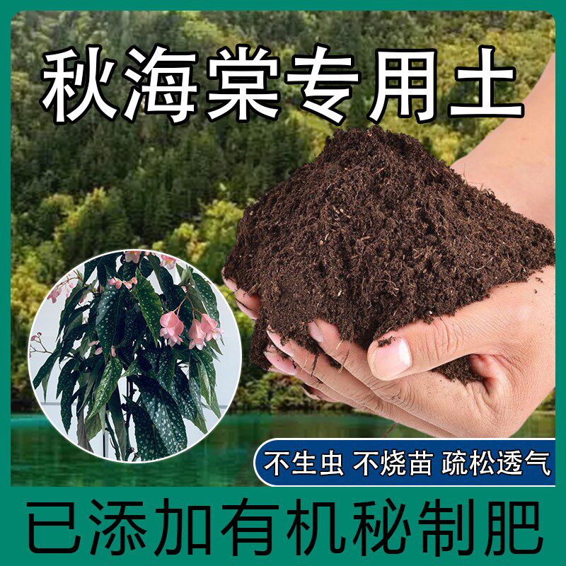 秋海棠专用土白冰海棠土鳟鱼海棠土竹节海棠肥料营养土盆栽种植土