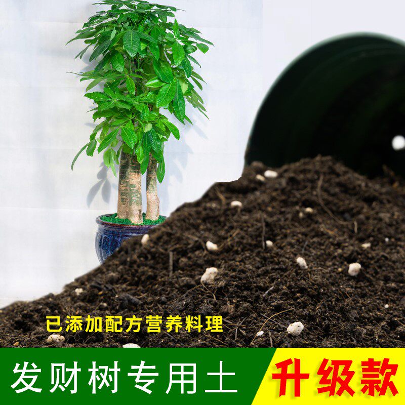 发财树专用土有机肥料家用盆栽发财树营养土透气绿植黑土种植土壤