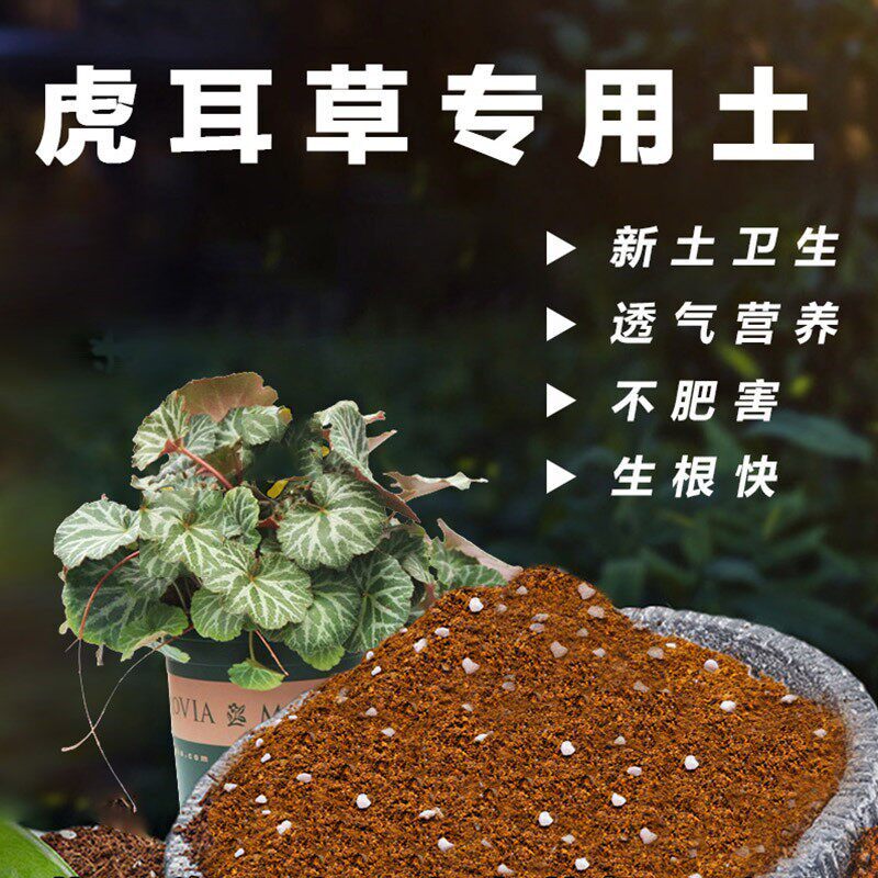 虎耳草专用土姬虎耳金钱草通用型营养土盆栽有机土花卉绿植培植土