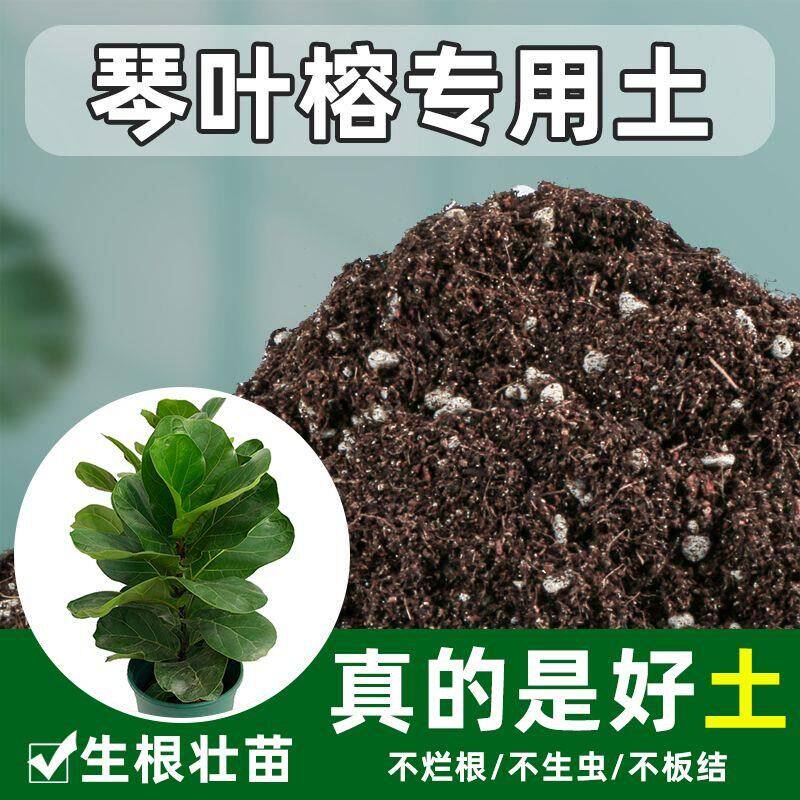 琴叶榕专用土壤肥料营养土大叶榕花土泥土种植土高山榕福利产品