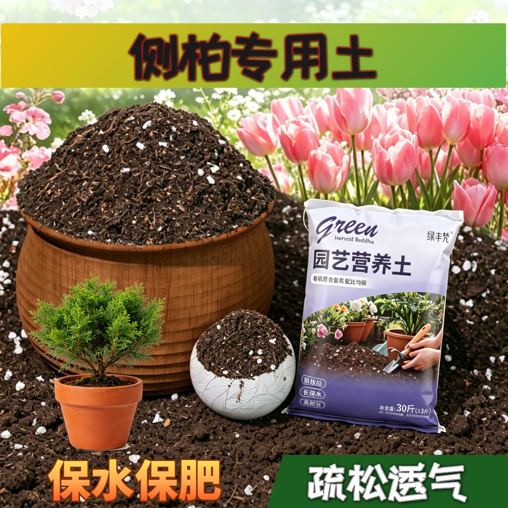 侧柏适用营养土根壮苗好加珍珠岩扦插加深生根粉进口防黄叶球根