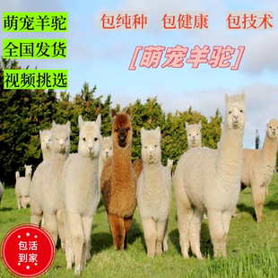 羊驼活物宠物幼崽活苗景区神兽草泥马萌宠亲人小羊驼幼苗展览租赁