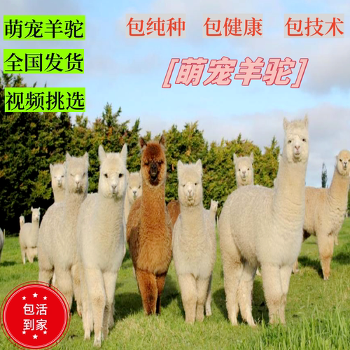 萌宠羊驼活物出售景区展览