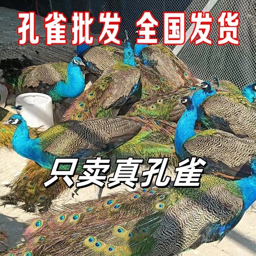 蓝孔雀公母一对包活幼苗活体