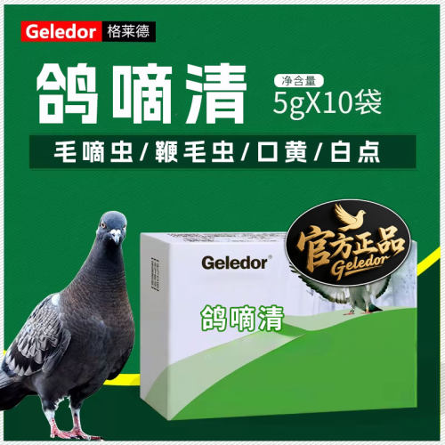 格莱德鸽嘀清鸽子张嘴口腔有白点