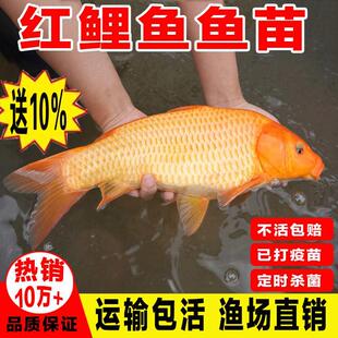 红鲤鱼苗淡水养殖食用活体大红兴国鲤鱼苗耐活冷水观赏红鲤鱼活鱼