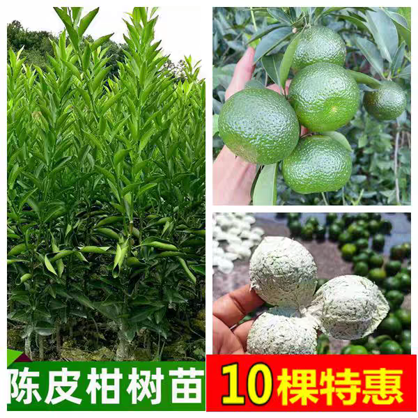 新会茶枝柑苗大红柑果苗陈皮柑树苗柠檬酸桔头嫁接苗包邮,鲜花速递/花卉仿真/绿植园艺,果树,淘宝优惠券,粉丝福利购,淘宝优惠卷