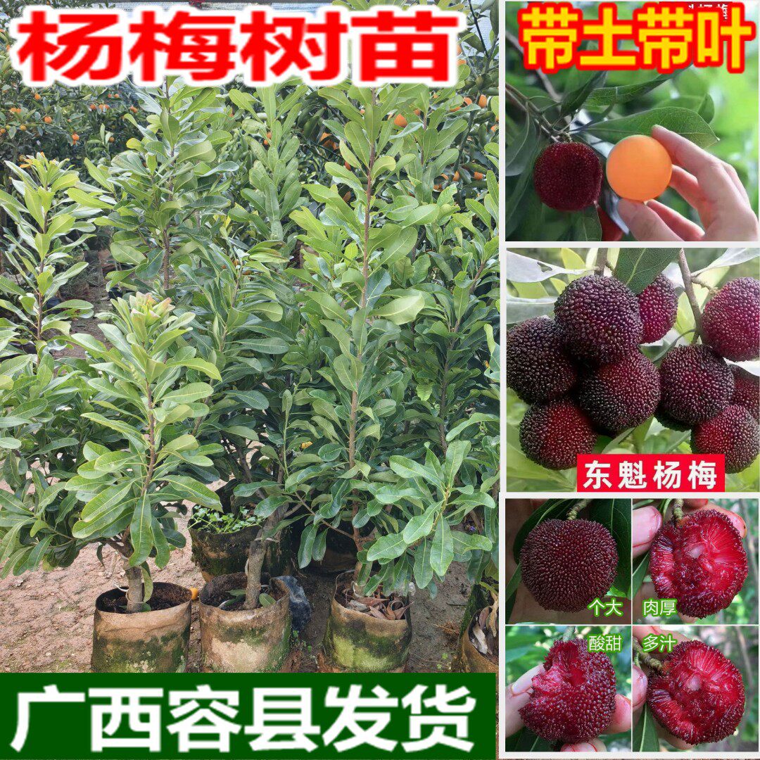 杨梅树苗南北方种植东魁黑炭杨梅果树苗大全带土带叶正宗嫁接苗