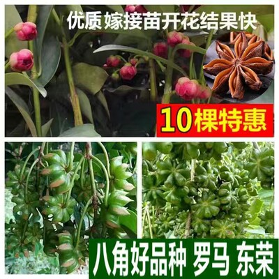 广西八角嫁接苗高产矮化结果快