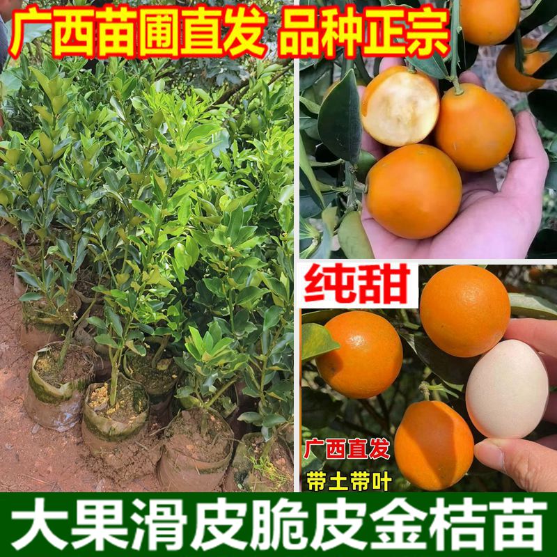 广西大果金桔树四代大叶滑皮金桔二代脆皮纯甜无籽金桔苗盆栽地栽