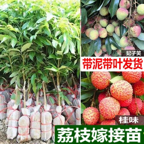 嫁接荔枝苗妃子笑桂味无核