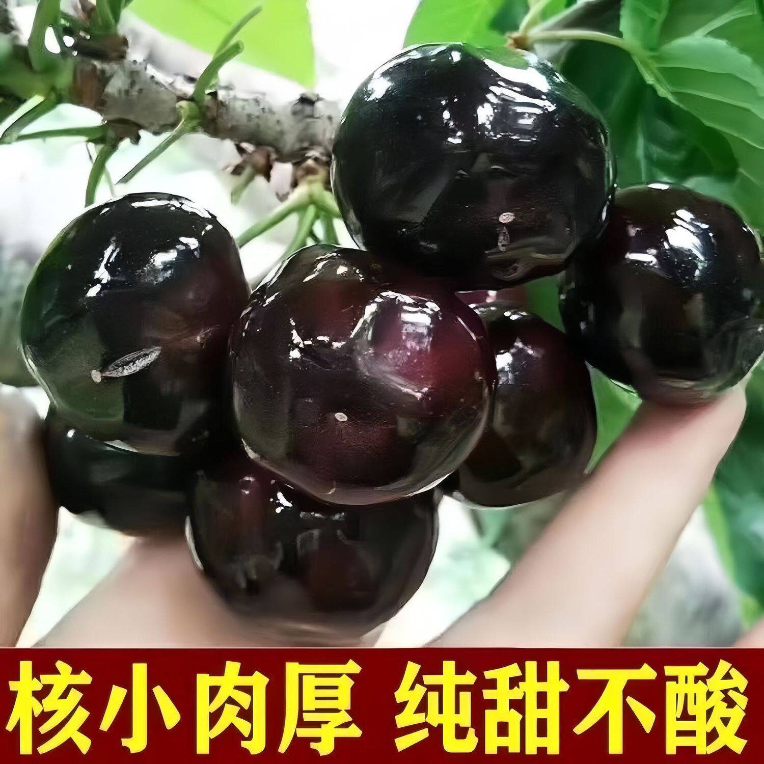 黑珍珠樱桃树苗嫁接耐寒大樱桃苗樱桃/车厘子盆栽