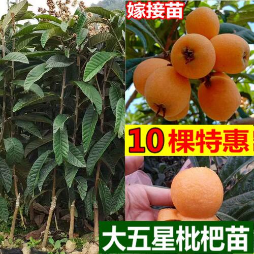 枇杷树苗枇杷苗果树苗南方北方盆栽地栽果苗