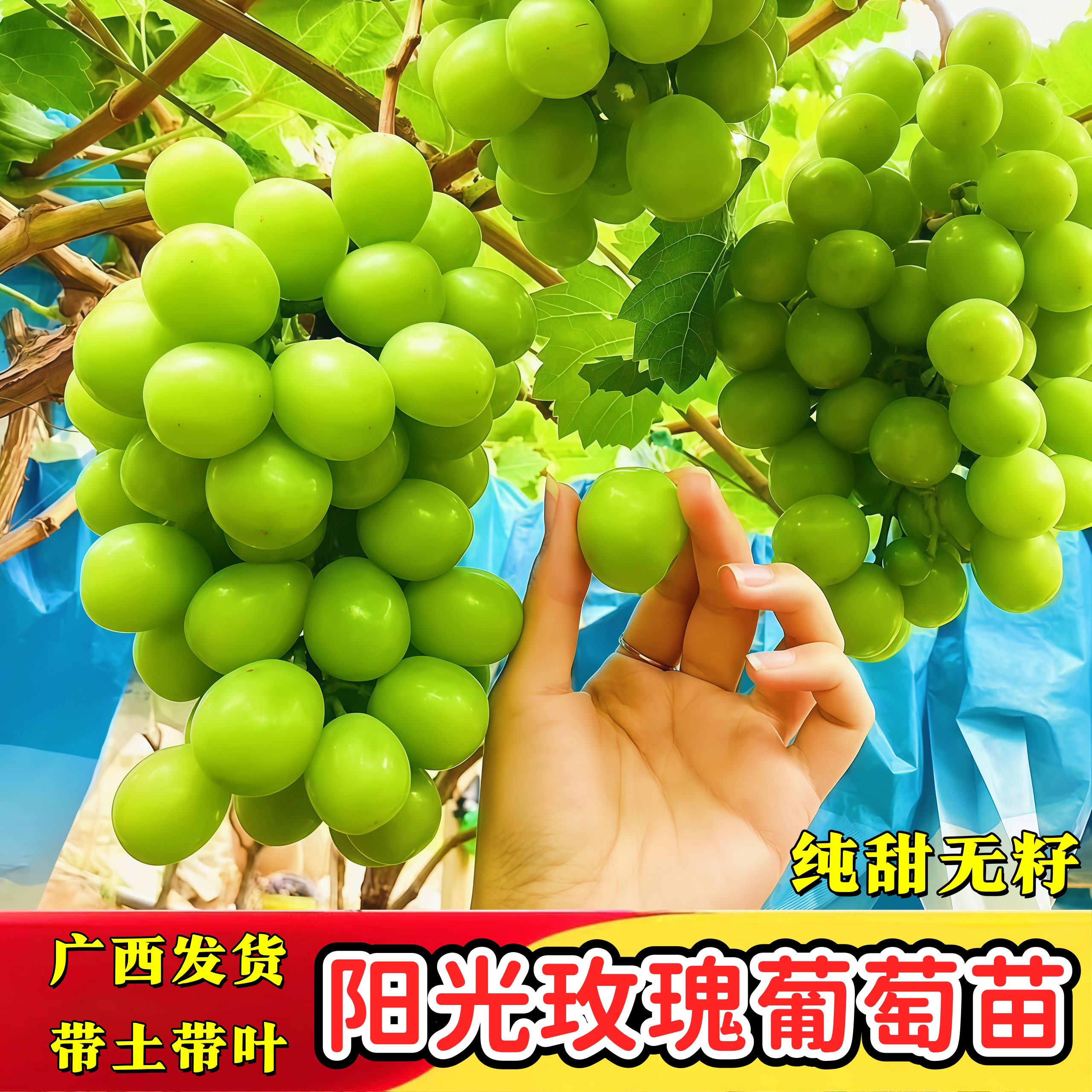 阳光玫瑰葡萄苗无籽清甜带土带叶