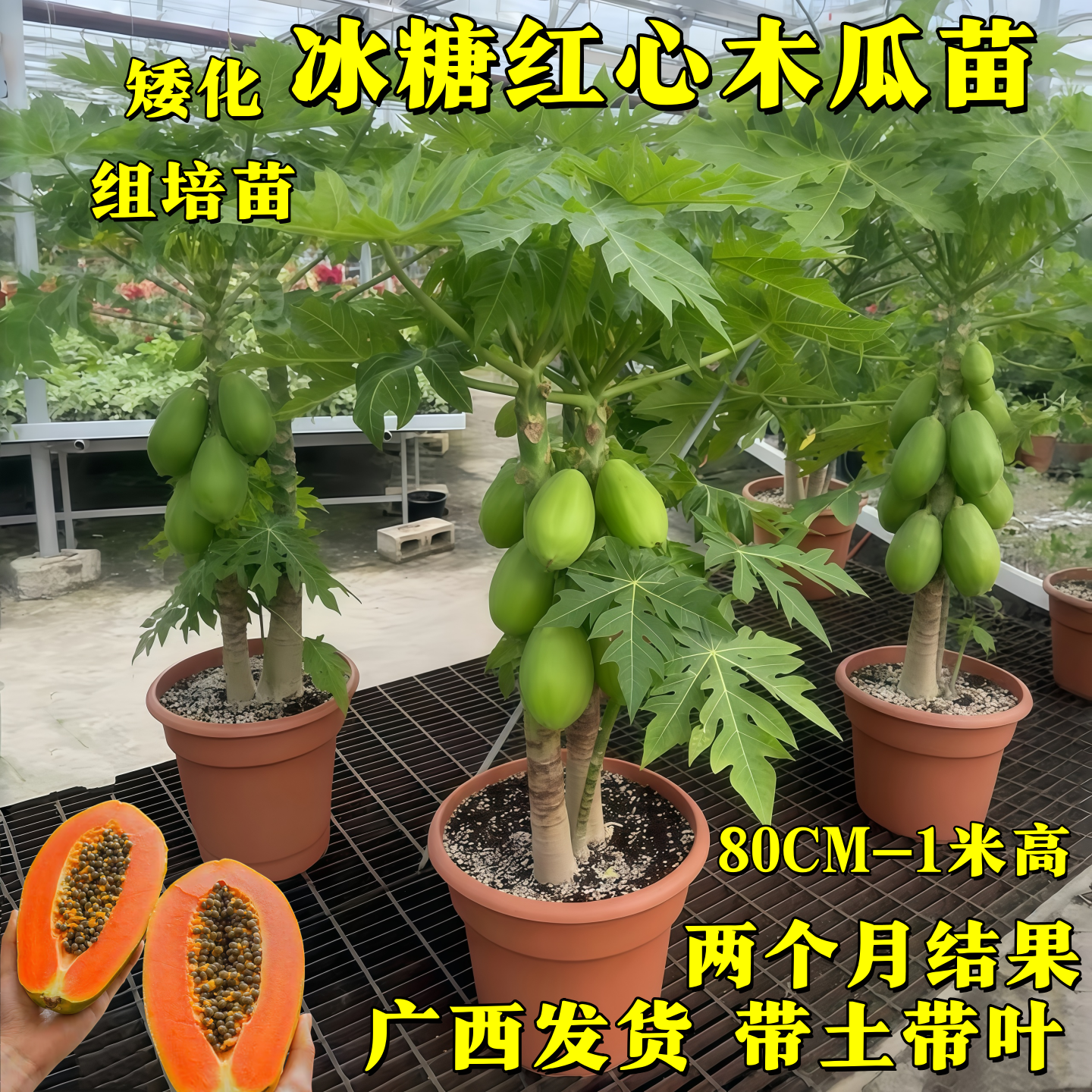 冰糖红心木瓜苗矮化品种盆栽地栽南方北方种植带土带叶两个月结果