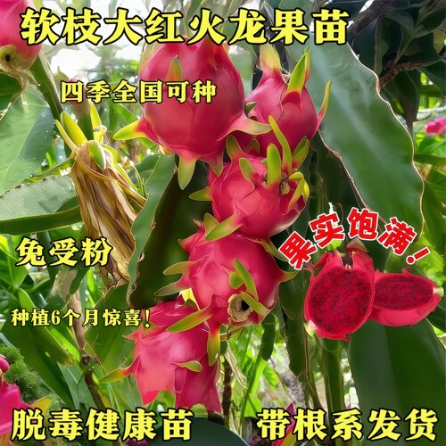 软枝大红脱毒带根火龙果苗四季种