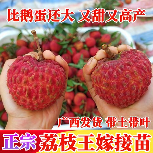 荔枝王嫁接果树苗四季可种荔枝苗