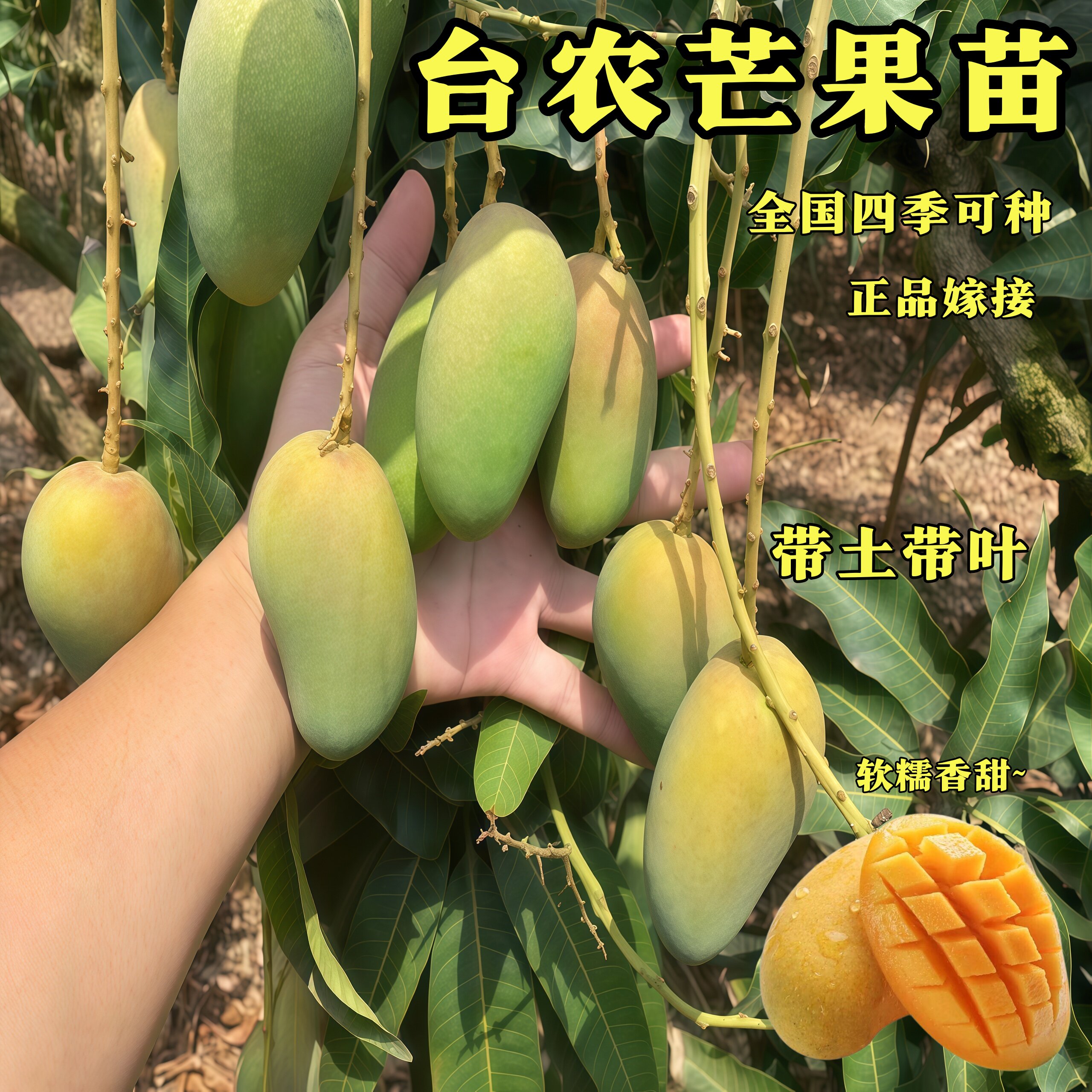 海南小台农芒果苗嫁接苗南北四季可种带土带叶庭院盆栽水果苗