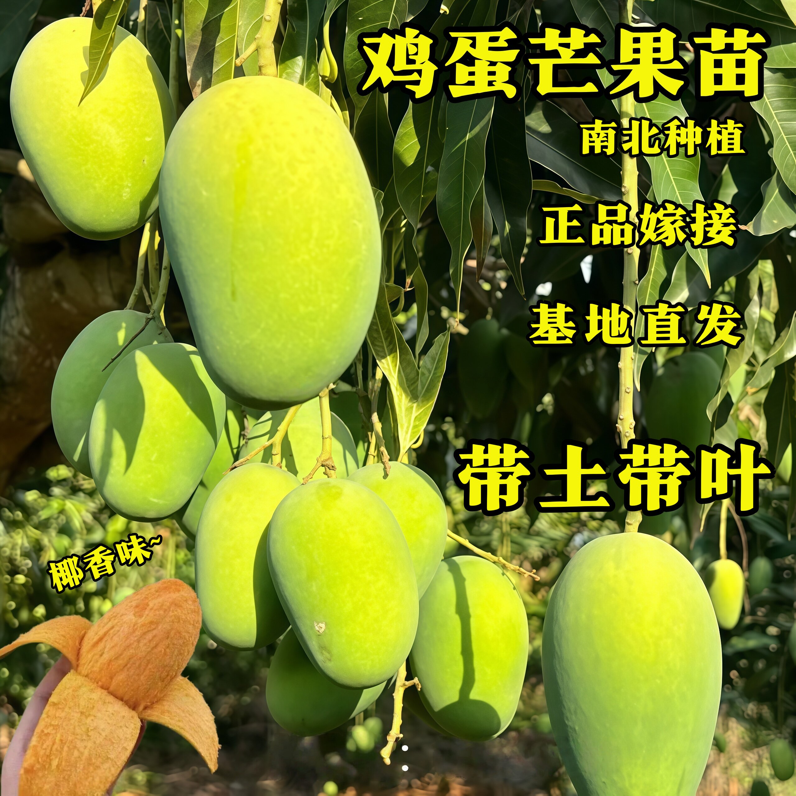鸡蛋芒果果苗正品嫁接带土带叶基地直发南北种植椰香味