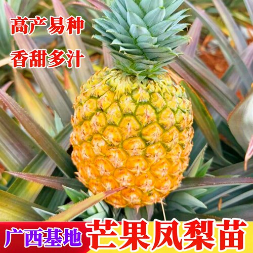 芒果凤梨苗脆甜多汁阳台庭院盆栽