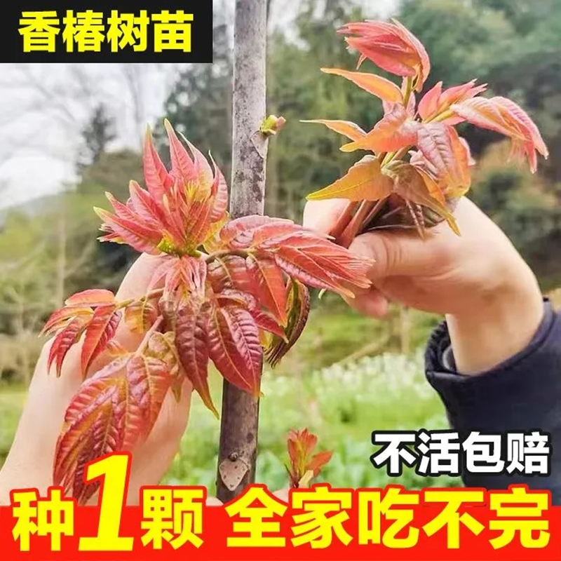 香椿树苗落叶绿油香椿四季食用